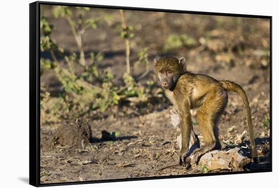 Chobe River, Botswana, Africa. Young Chacma Baboon on the riverbank.-Karen Ann Sullivan-Framed Stretched Canvas