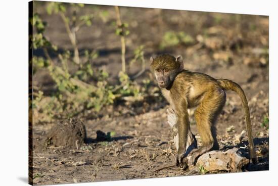 Chobe River, Botswana, Africa. Young Chacma Baboon on the riverbank.-Karen Ann Sullivan-Stretched Canvas