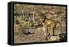 Chobe River, Botswana, Africa. Young Chacma Baboon on the riverbank.-Karen Ann Sullivan-Framed Stretched Canvas