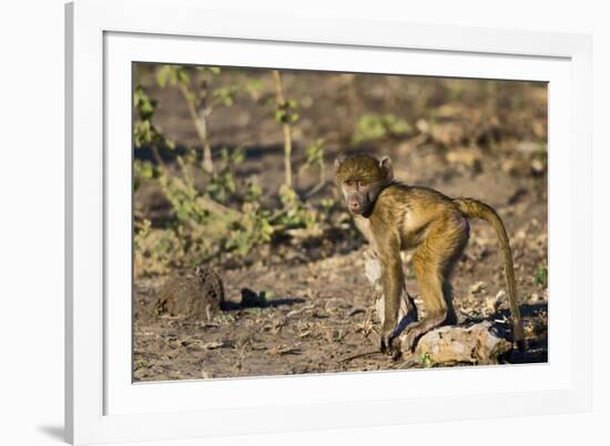Chobe River, Botswana, Africa. Young Chacma Baboon on the riverbank.-Karen Ann Sullivan-Framed Photographic Print