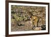 Chobe River, Botswana, Africa. Young Chacma Baboon on the riverbank.-Karen Ann Sullivan-Framed Photographic Print