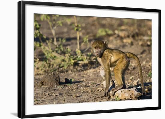 Chobe River, Botswana, Africa. Young Chacma Baboon on the riverbank.-Karen Ann Sullivan-Framed Photographic Print