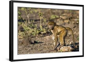 Chobe River, Botswana, Africa. Young Chacma Baboon on the riverbank.-Karen Ann Sullivan-Framed Photographic Print