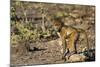 Chobe River, Botswana, Africa. Young Chacma Baboon on the riverbank.-Karen Ann Sullivan-Mounted Photographic Print