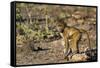 Chobe River, Botswana, Africa. Young Chacma Baboon on the riverbank.-Karen Ann Sullivan-Framed Stretched Canvas