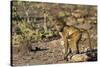 Chobe River, Botswana, Africa. Young Chacma Baboon on the riverbank.-Karen Ann Sullivan-Stretched Canvas