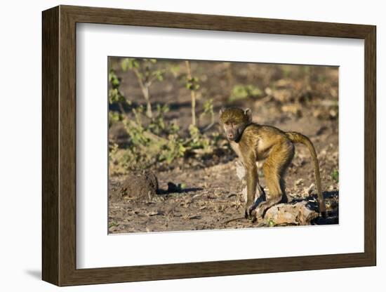 Chobe River, Botswana, Africa. Young Chacma Baboon on the riverbank.-Karen Ann Sullivan-Framed Photographic Print