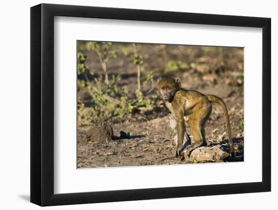 Chobe River, Botswana, Africa. Young Chacma Baboon on the riverbank.-Karen Ann Sullivan-Framed Photographic Print