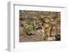 Chobe River, Botswana, Africa. Young Chacma Baboon on the riverbank.-Karen Ann Sullivan-Framed Photographic Print