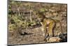 Chobe River, Botswana, Africa. Young Chacma Baboon on the riverbank.-Karen Ann Sullivan-Mounted Photographic Print