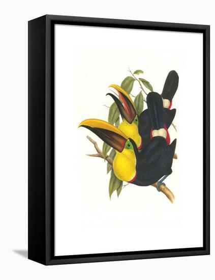 Choco Toucan-John Gould-Framed Stretched Canvas