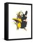 Choco Toucan-John Gould-Framed Stretched Canvas