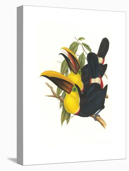 Choco Toucan-John Gould-Stretched Canvas