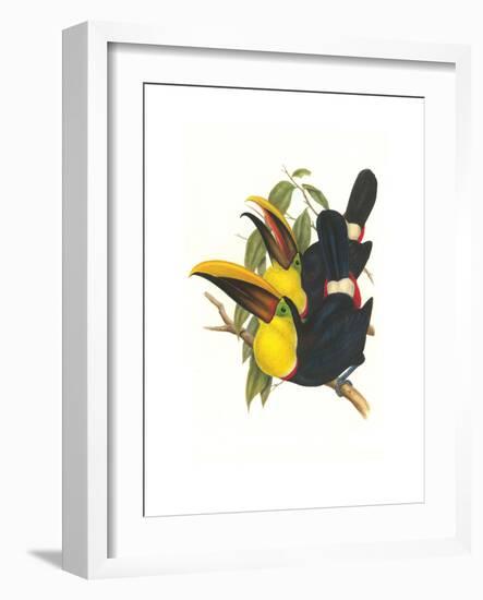 Choco Toucan-John Gould-Framed Art Print