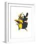 Choco Toucan-John Gould-Framed Art Print