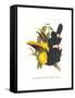 Choco Toucan-John Gould-Framed Stretched Canvas