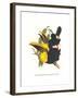 Choco Toucan-John Gould-Framed Art Print