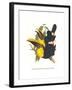 Choco Toucan-John Gould-Framed Art Print