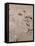 Chocolat Dansant-Henri de Toulouse-Lautrec-Framed Stretched Canvas