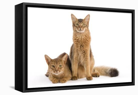 Chocolate Abyssinian-null-Framed Stretched Canvas
