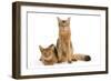 Chocolate Abyssinian-null-Framed Photographic Print