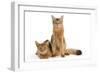 Chocolate Abyssinian-null-Framed Photographic Print