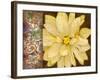 Chocolate And Cream III-Citrine-Framed Giclee Print