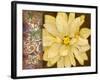 Chocolate And Cream III-Citrine-Framed Giclee Print