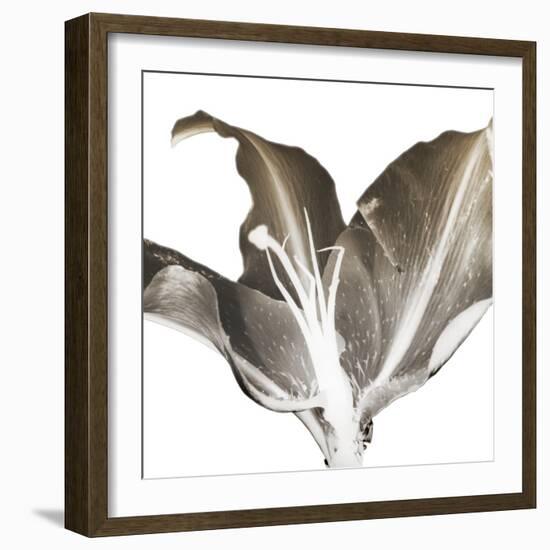 Chocolate Ascension 1-Albert Koetsier-Framed Photographic Print