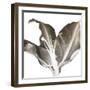 Chocolate Ascension 1-Albert Koetsier-Framed Photographic Print