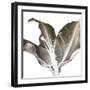 Chocolate Ascension 1-Albert Koetsier-Framed Photographic Print