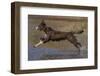 Chocolate border collie playing in water, Maryland, USA-John Cancalosi-Framed Photographic Print