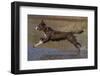 Chocolate border collie playing in water, Maryland, USA-John Cancalosi-Framed Photographic Print