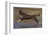 Chocolate border collie playing in water, Maryland, USA-John Cancalosi-Framed Photographic Print