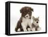 Chocolate Border Collie Pup and Wolf Soft Toy-Mark Taylor-Framed Stretched Canvas