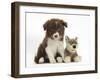 Chocolate Border Collie Pup and Wolf Soft Toy-Mark Taylor-Framed Photographic Print