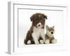 Chocolate Border Collie Pup and Wolf Soft Toy-Mark Taylor-Framed Photographic Print