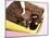 Chocolate Brownies in a Box-Dave King-Mounted Photographic Print