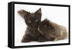 Chocolate Cat, and Shaggy Guinea Pig-Mark Taylor-Framed Stretched Canvas