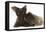 Chocolate Cat, and Shaggy Guinea Pig-Mark Taylor-Framed Stretched Canvas