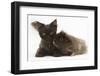 Chocolate Cat, and Shaggy Guinea Pig-Mark Taylor-Framed Photographic Print