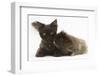 Chocolate Cat, and Shaggy Guinea Pig-Mark Taylor-Framed Photographic Print