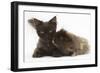 Chocolate Cat, and Shaggy Guinea Pig-Mark Taylor-Framed Photographic Print