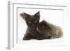 Chocolate Cat, and Shaggy Guinea Pig-Mark Taylor-Framed Photographic Print