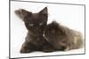 Chocolate Cat, and Shaggy Guinea Pig-Mark Taylor-Mounted Photographic Print