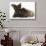 Chocolate Cat, and Shaggy Guinea Pig-Mark Taylor-Stretched Canvas displayed on a wall