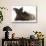 Chocolate Cat, and Shaggy Guinea Pig-Mark Taylor-Stretched Canvas displayed on a wall