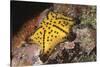 Chocolate Chip Star-Hal Beral-Stretched Canvas