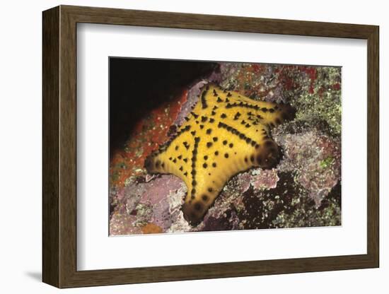 Chocolate Chip Star-Hal Beral-Framed Photographic Print