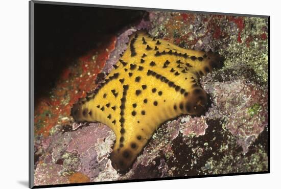 Chocolate Chip Star-Hal Beral-Mounted Photographic Print